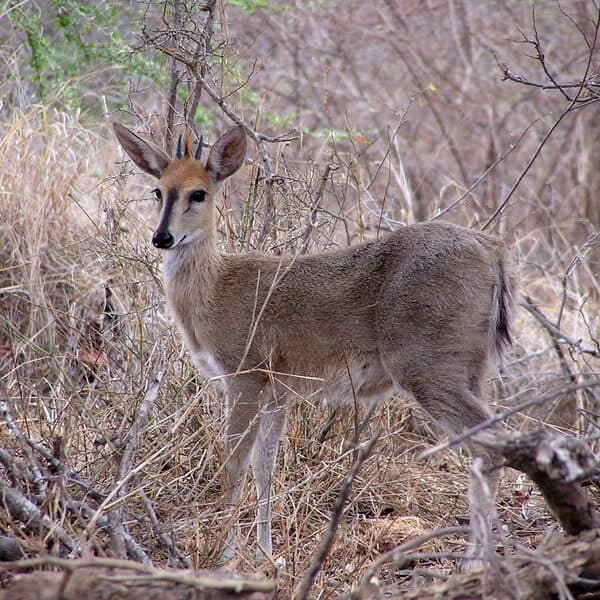 Antilope