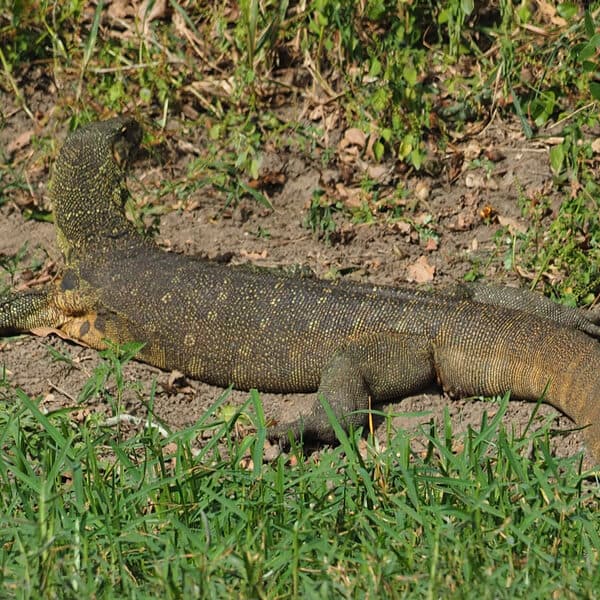 Varan